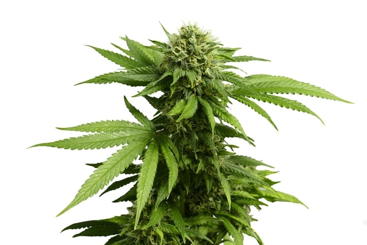 cannabis hybrid